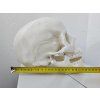 realisticky model lidske lebky 3d tisk 171389844