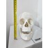 realisticky model lidske lebky 3d tisk 171389846
