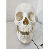 realisticky model lidske lebky 3d tisk 171389850 (1)