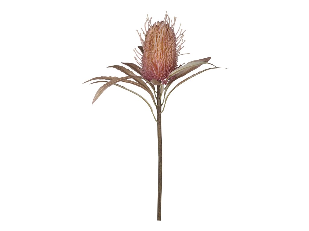Kvet protea - Fleur Protea Flower