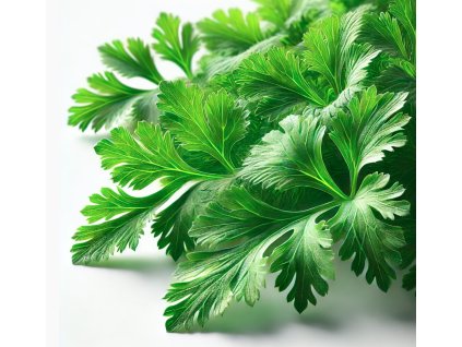 coriander