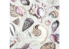 Shells of the Sea