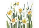 White Narcissus