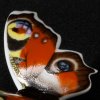 Seltmann Manufakturen Porcelánový motýl Babočka paví oko