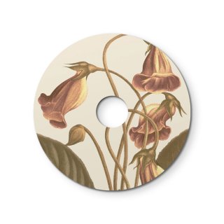 haven ellep na svetlo 24cm s blossom stinidlo kompozitni Gloxinia