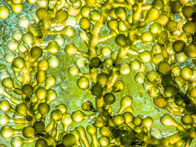 Mozek a omega-3 mastné kyseliny