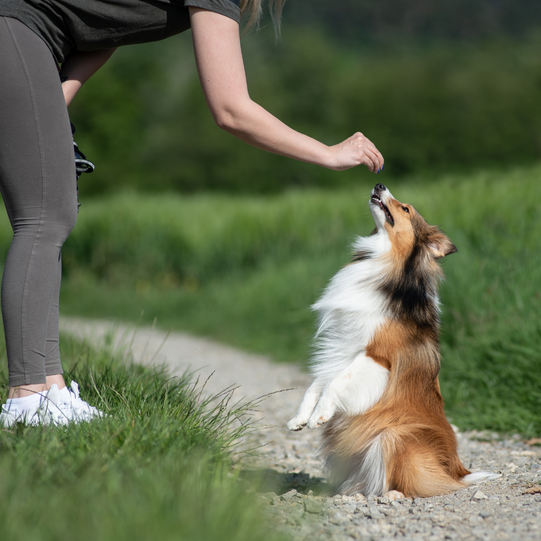 Základní poslušnost - jak vychovávat štěně ve městě díl 3.