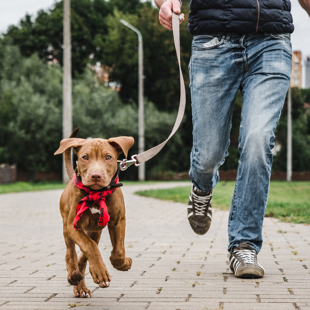 Socializace - jak vychovávat štěně ve městě díl 1.