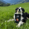 Dental Sticks Goji & Fennel  dentální tyčinky pro psy s goji a fenyklem