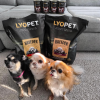 Breeder Adult Lamb  granule pro psy a jehněčím a hovězím masem
