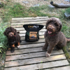 Breeder Puppy Turkey  monoproteinové granule pro štěňata s krůtím masem