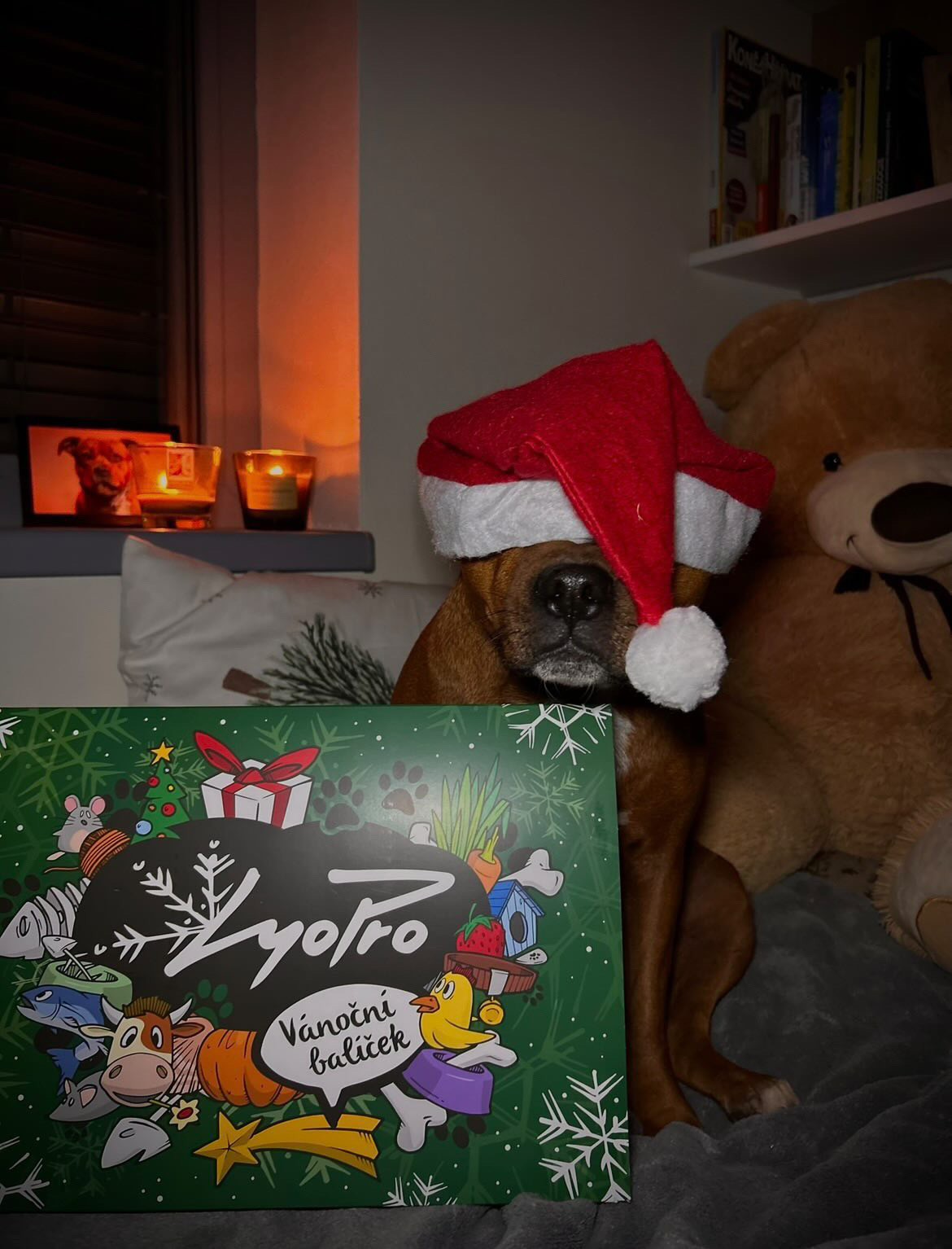 Dárek pro pejska nebo kočku: Čím potěšit mazlíčka o Vánocích