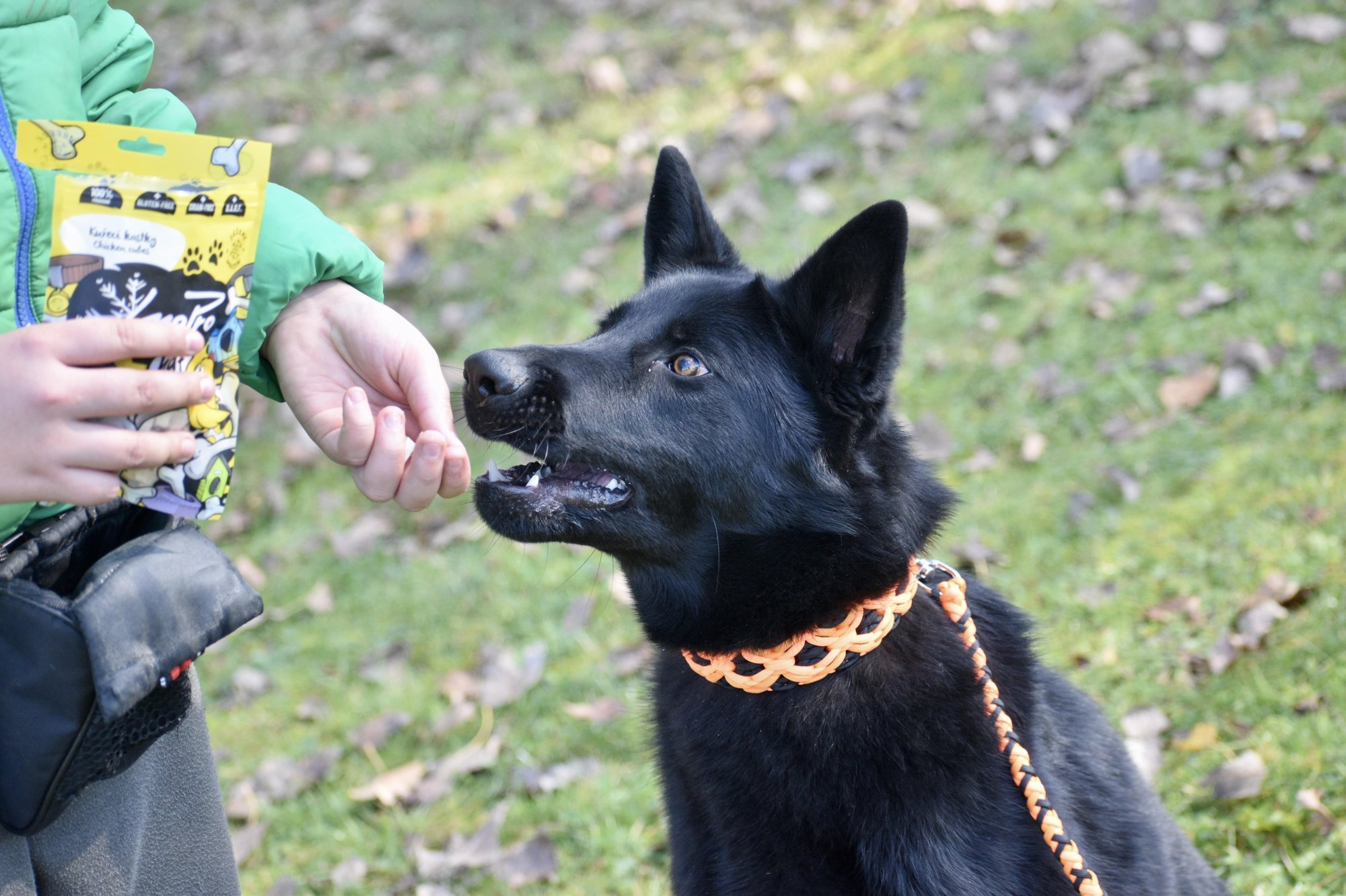 LyoPro není jen zdravým pamlskem, posiluje také chrup a žvýkací svaly