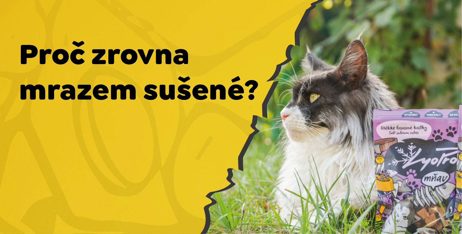 Co je to lyofilizace?