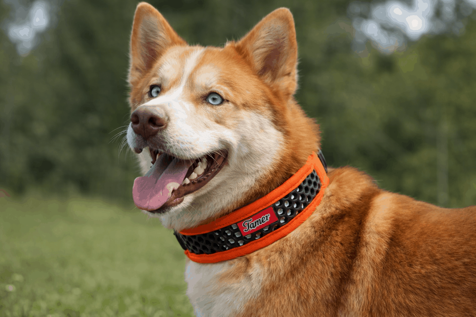 7 věcí, které by měl mít každý pes