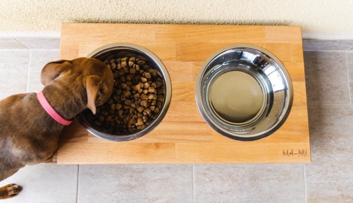 Výhody vyvýšených misek pro psy: Proč DogBar MA-NU zlepší zdraví vašeho mazlíčka