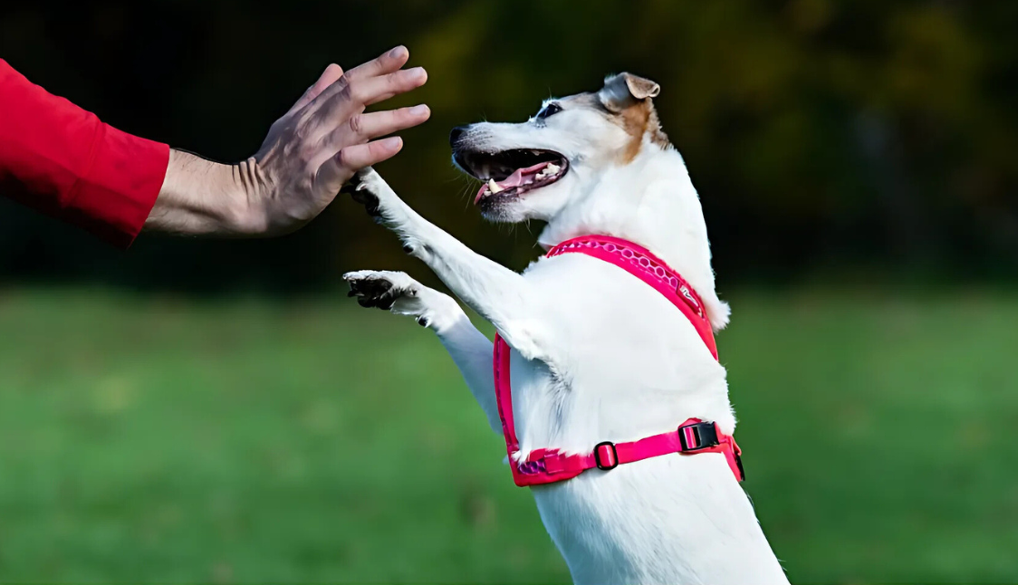 Postroje pro psy: Jak vybrat ideální postroj pro bezpečné venčení i sportovní aktivity