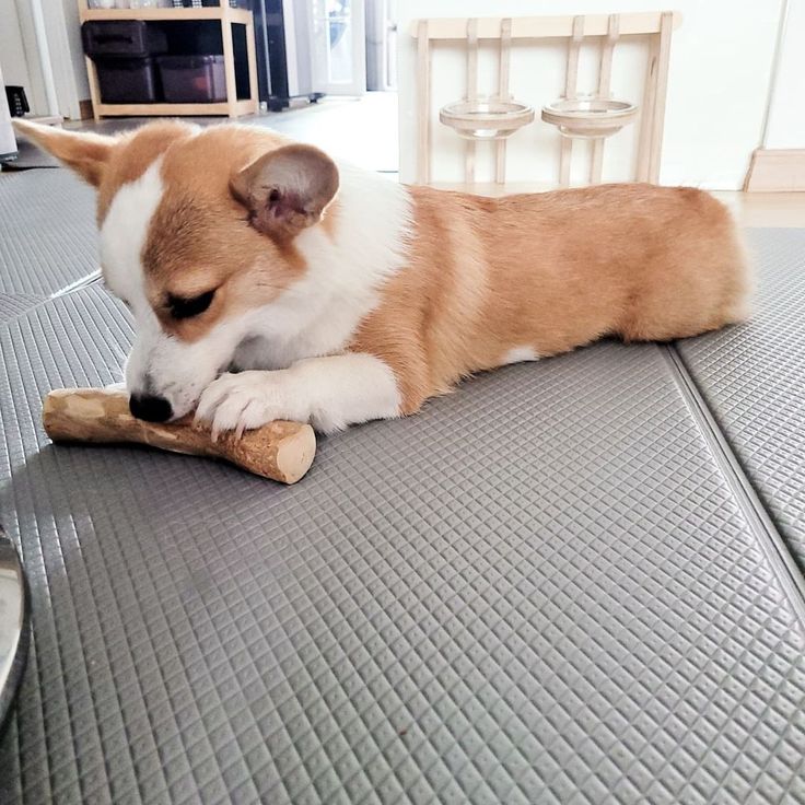 Proč by měl váš pes mít doma kávové dřevo?