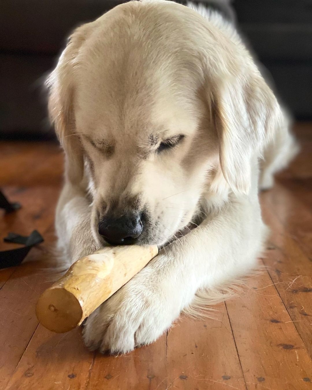 Olivové dřevo: přírodní žvýkací poklad pro vašeho psa