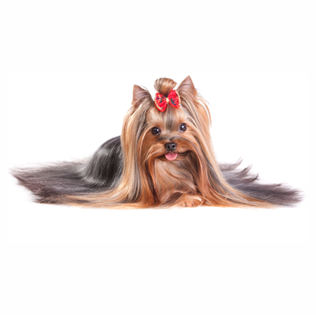 Péče o srst, kůži a zdraví psa