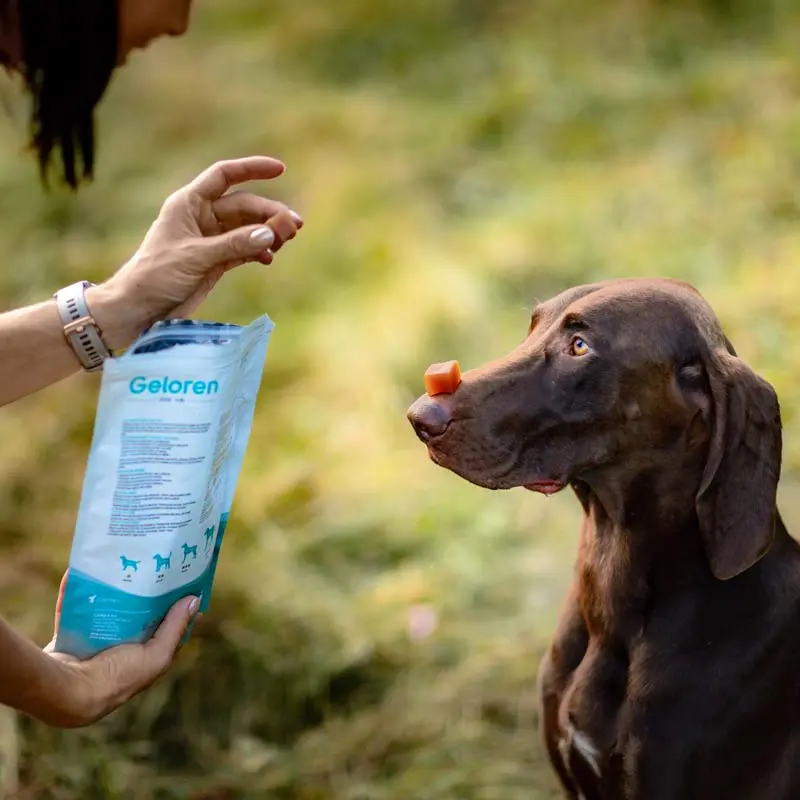 Jak správně vybrat krmivo a pamlsky pro zdravé klouby vašeho psa