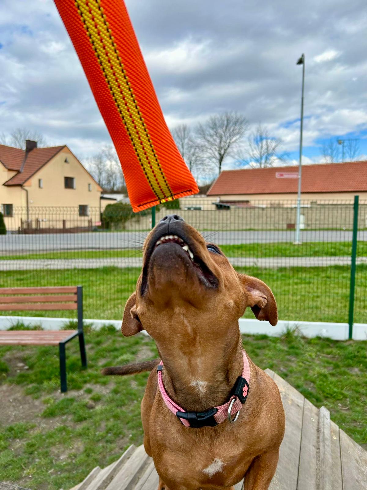 Výcvikové pomůcky pro psy: jak vybrat ty správné a proč jsou tak důležité