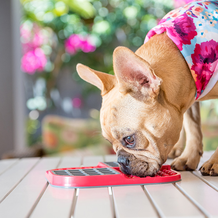 Zpomalovací misky pro psy: Ideální řešení proti rychlému hltání a poruchám příjmu potravy