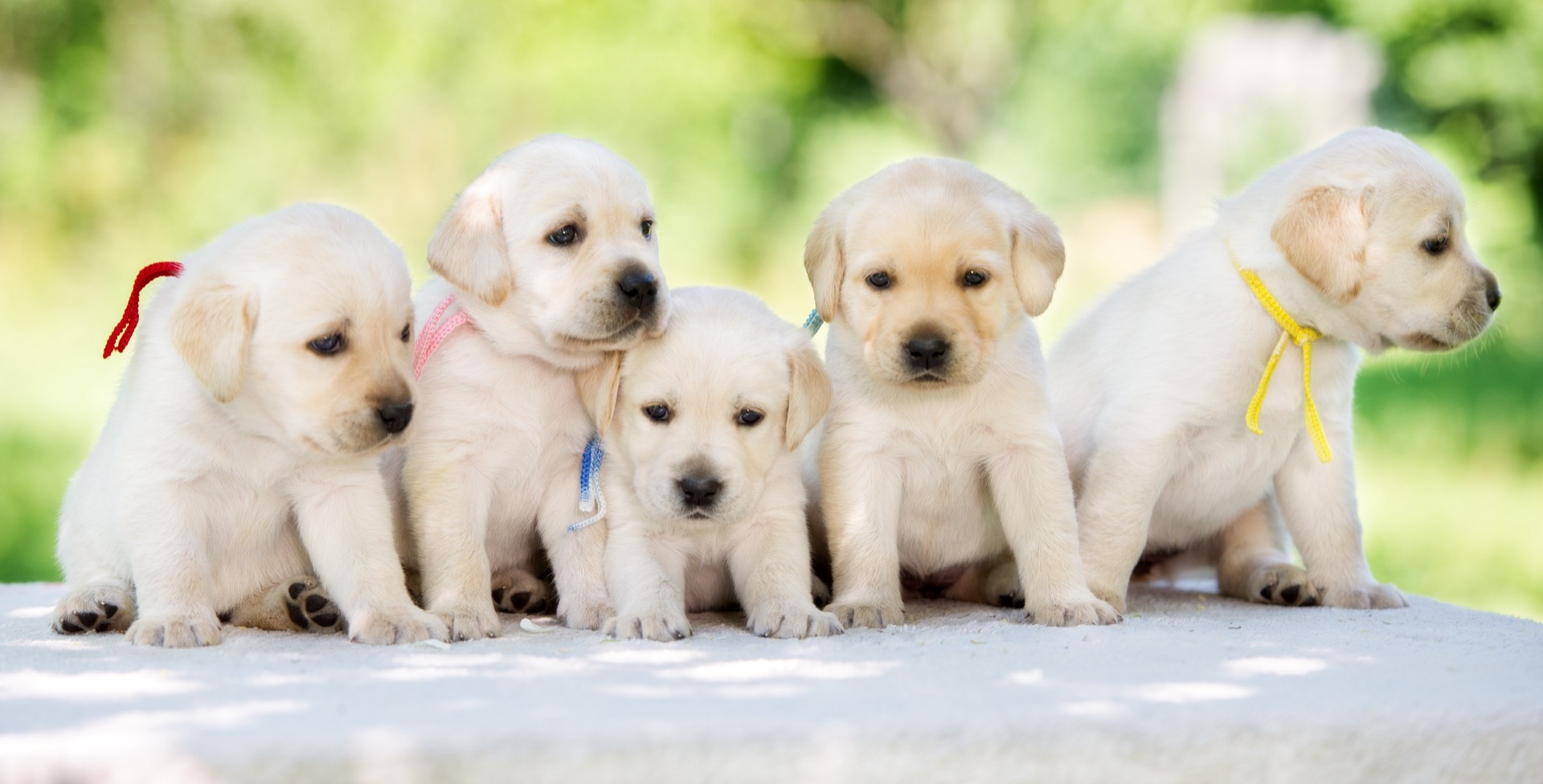 yellow-labrador-puppies