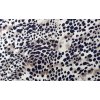 Elastický úplet Bavlna/Modal - digi tisk Leopard Kód 2565-3526