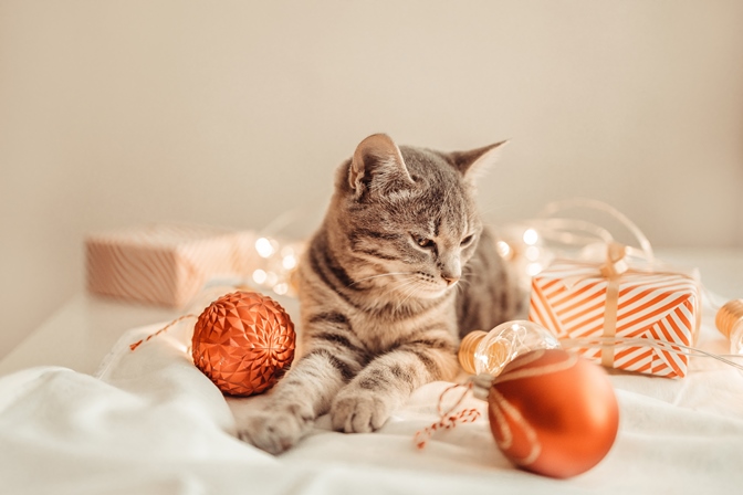 6 tipov na vianočný darček s mačkou pre milovníkov mačiek