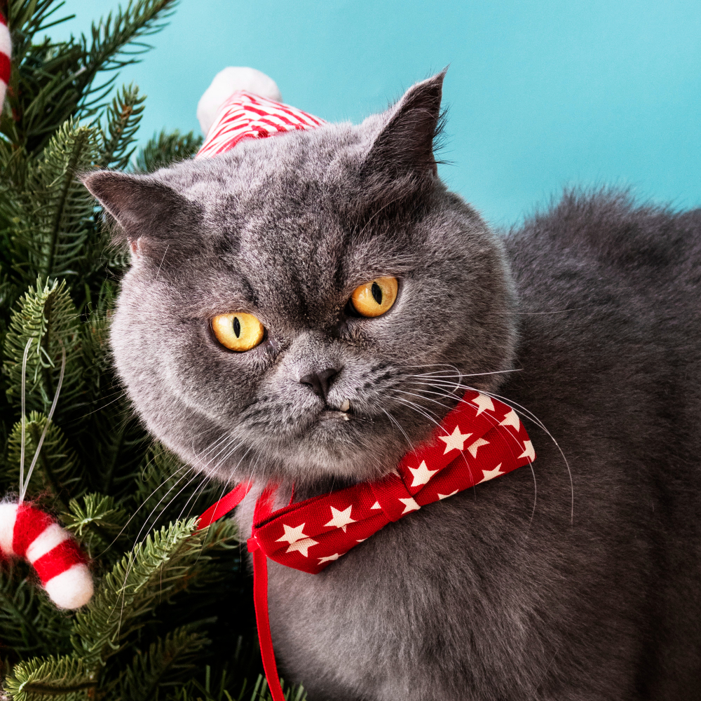 Ako ochrániť vianočný stromček pred mačkou?