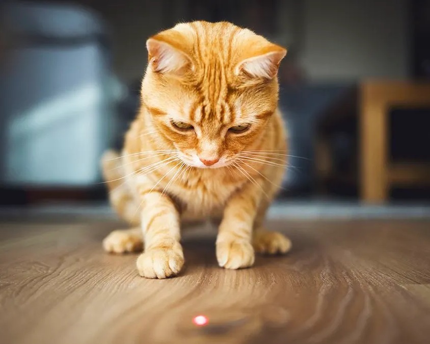 Prečo mačky milujú naháňanie laserových paprskov? Mačacia mama pozná odpoveď!