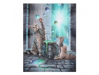 obraz kocúr bubliny mačka s mačkou mačacie lisa parker