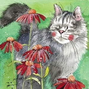 Blahoželanie s mačkou a vlčími makmi