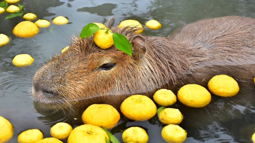 kapybara_1