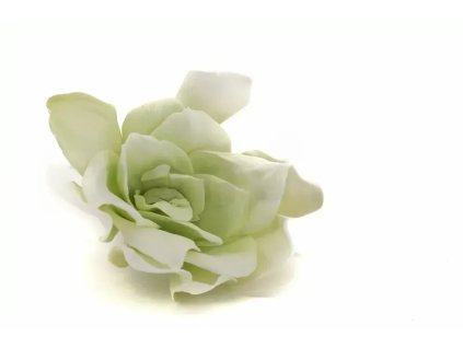 Stabilizované bielo zelené kvety Gardenia