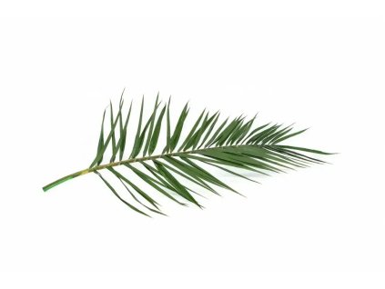Stabilizovaný palmový list - Phoenix - zelená