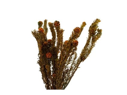 Stabilizovaná kytica Tortum - oranžová
