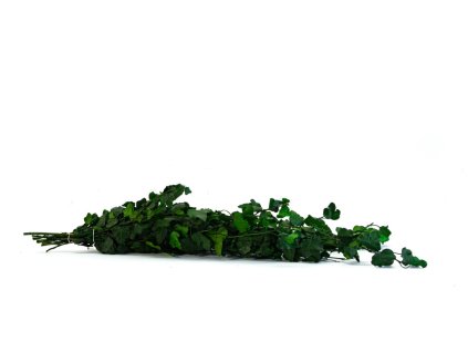 Stabilizovaný brečtan Helix mini zelený