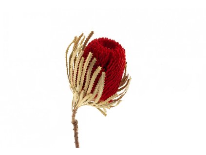 Sušené kvety - Banksia - červená