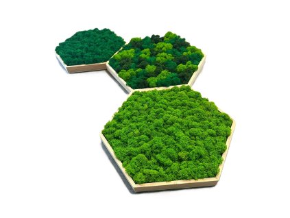 Machové trio - Hexagony