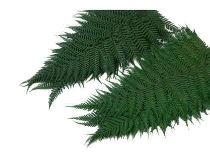 Stabilizovaná papraď - bledozelená