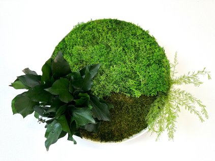 Machový kruh - Lula