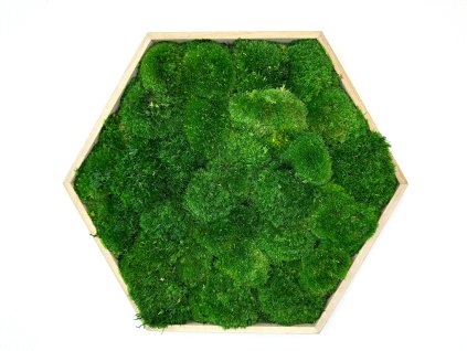 machovy obraz Hexagon Jery