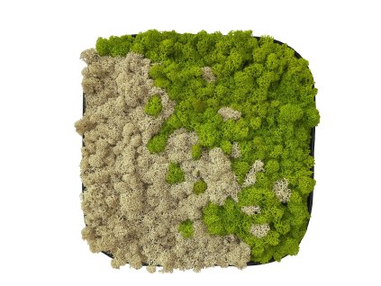 Machový štvorec s oblými hranami - Lilo