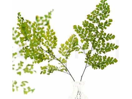 Stabilizovaná papraď Lutti