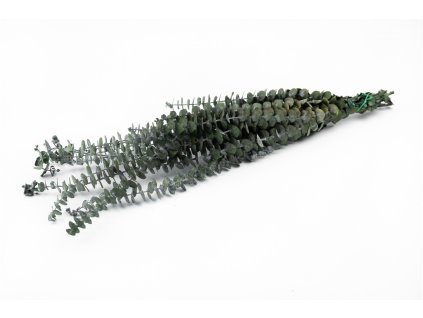 Stabilizovaný eukalyptus - baby