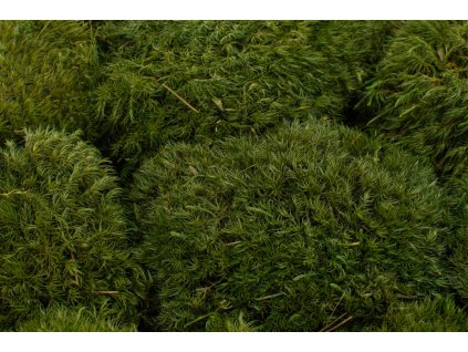 mood moss preserved bulk box nature green (2)