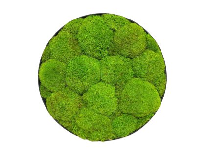 Machový obraz - Kruh - Ball moss