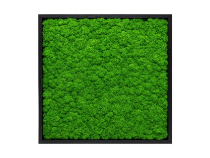 Machový obraz - štvorec mini - lišajník